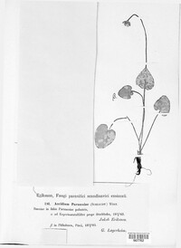 Image of Dicaeoma parnassiae